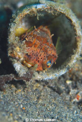 found in Lembeh; D200 by Thomas Lueken 